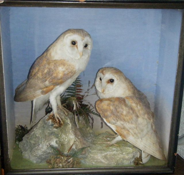 shawbarnowls [640x480].JPG